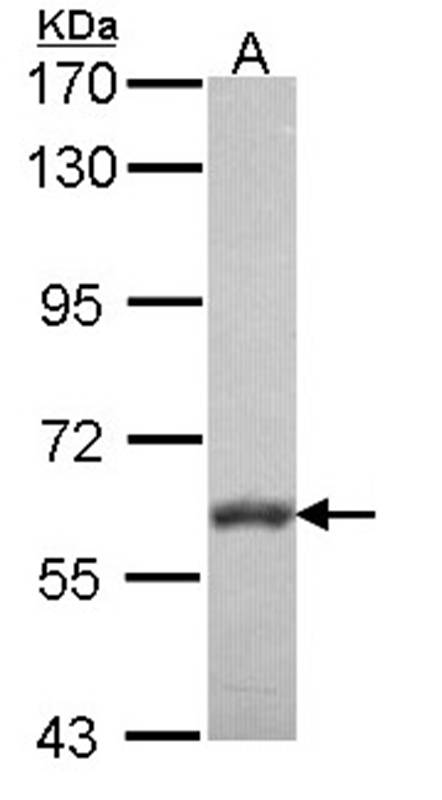 VAM1 antibody