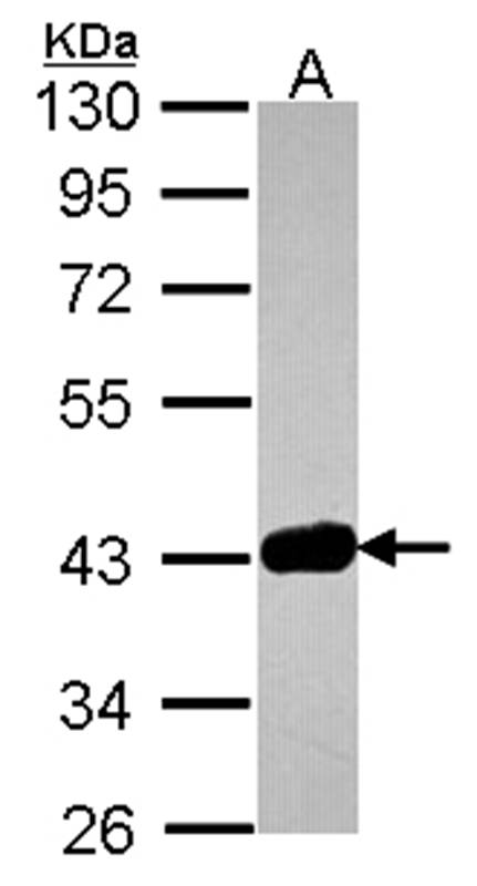 GRAP2 antibody