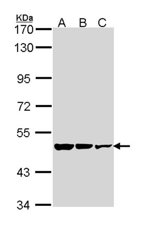 GAD65 antibody