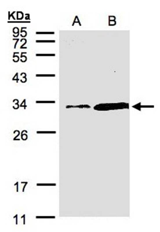 PITPN antibody
