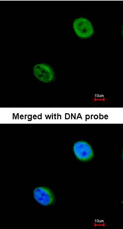 DC8 antibody