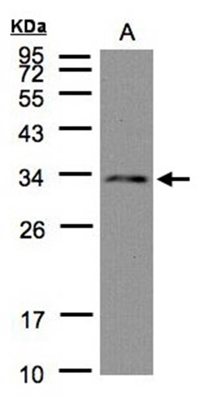 DC8 antibody