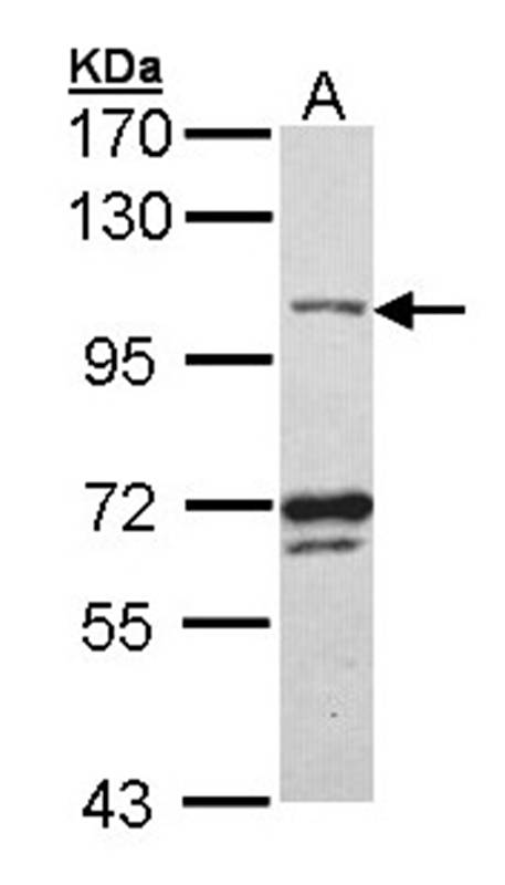 DNA ligase 3 antibody