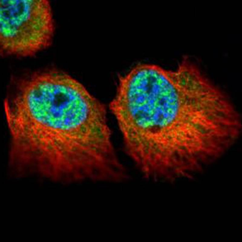 p84 antibody