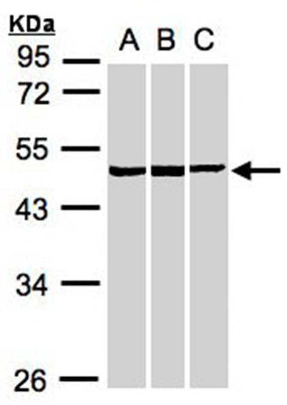 BZW2 antibody