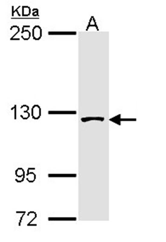 SAP130 antibody