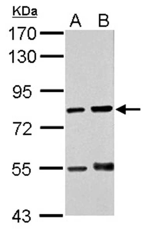 RED antibody