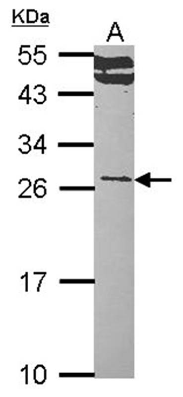RALA antibody