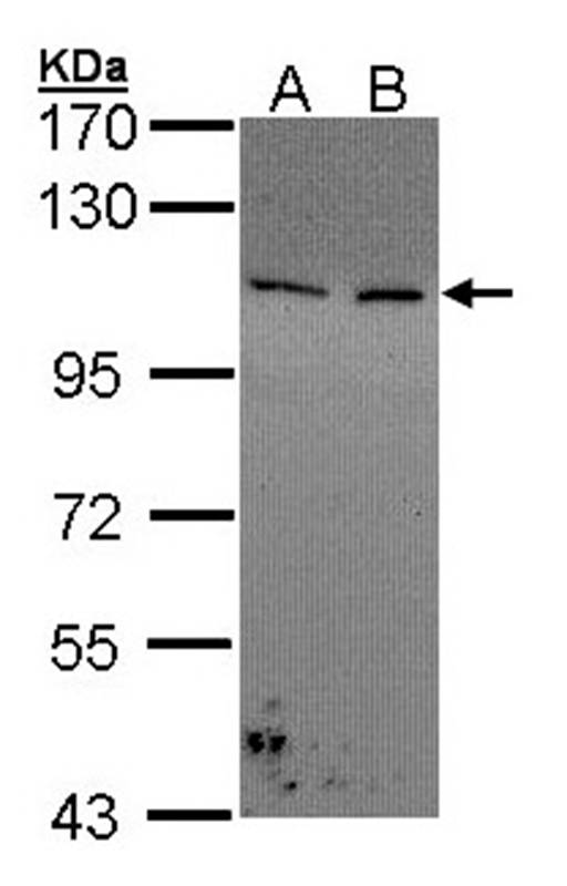 Collagen I alpha2 antibody
