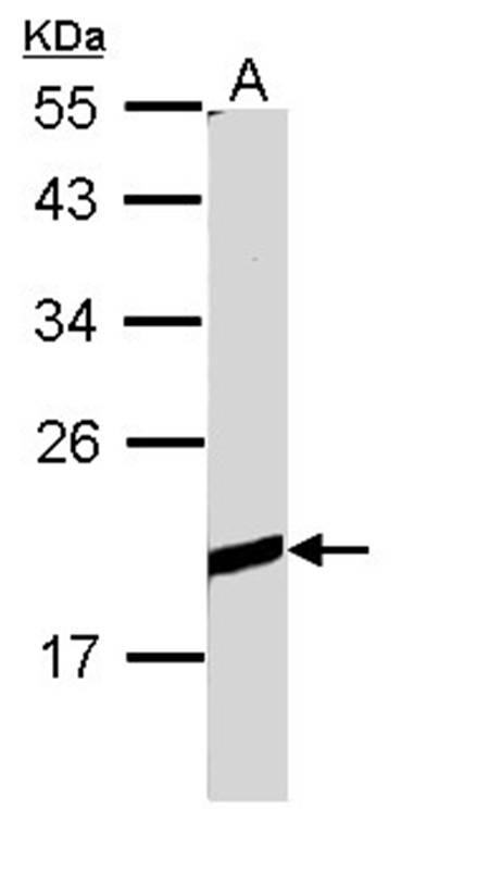 BCL2L10 antibody