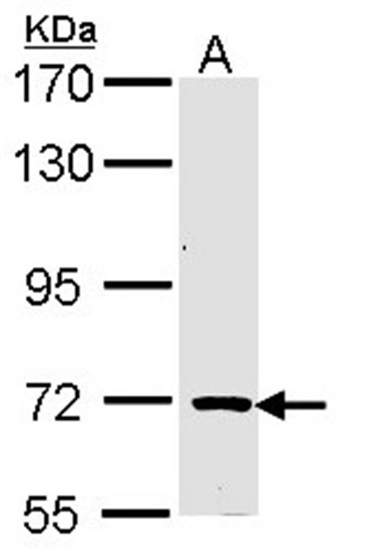 TRIM32 antibody