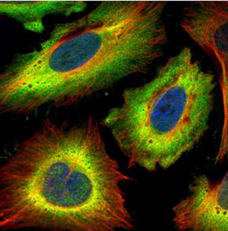 STIP1 antibody