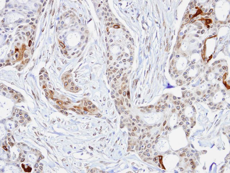 STIP1 antibody
