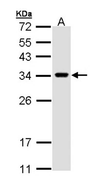 VAPA antibody