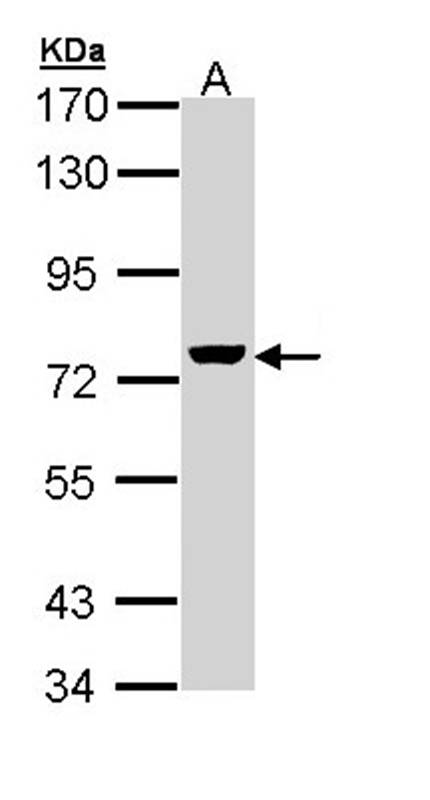 ZC3H12A antibody