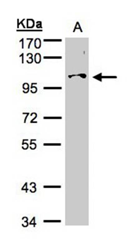 NCKAP1 antibody