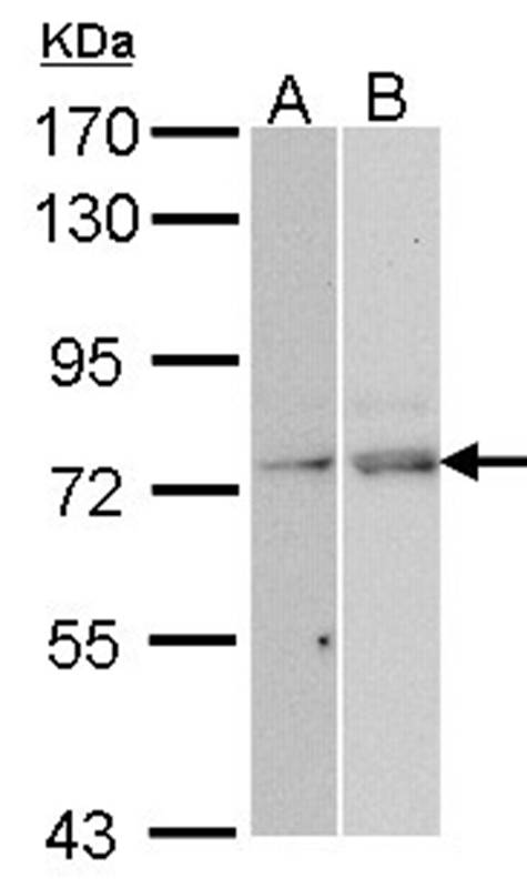 TAP antibody