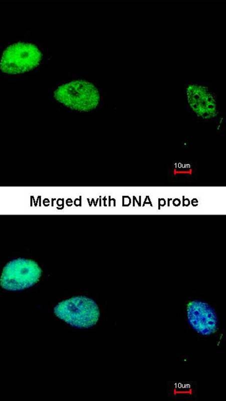 DNA pol delta cat antibody