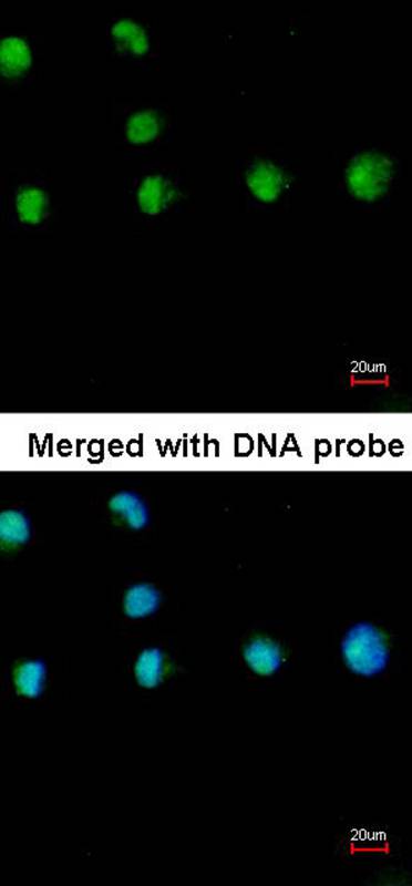 COUP-TFI antibody