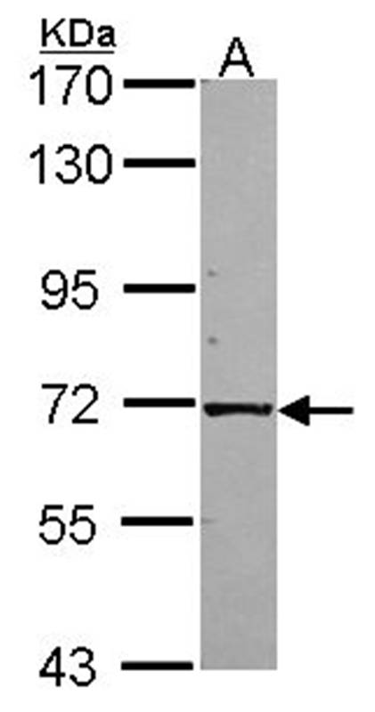 KLC1 antibody