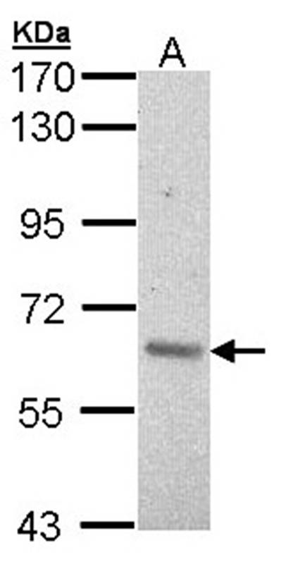 ARAF antibody