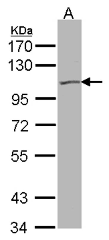 KCNQ5 antibody