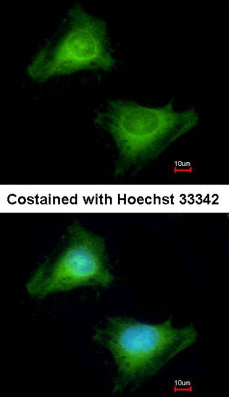 Guanylate-binding protein 3 antibody