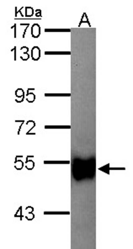 glycerol kinase 2 antibody