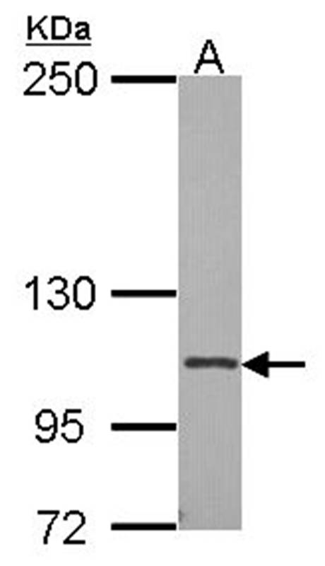 CD41/Integrin alpha 2b antibody