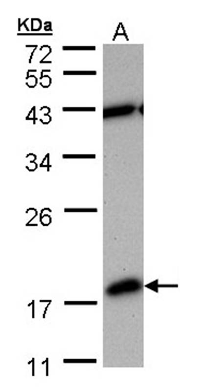 PDE6D antibody