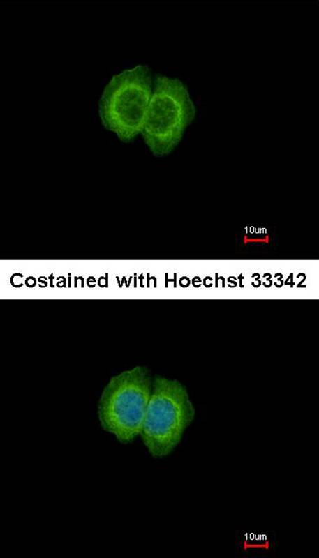 FBL6 antibody