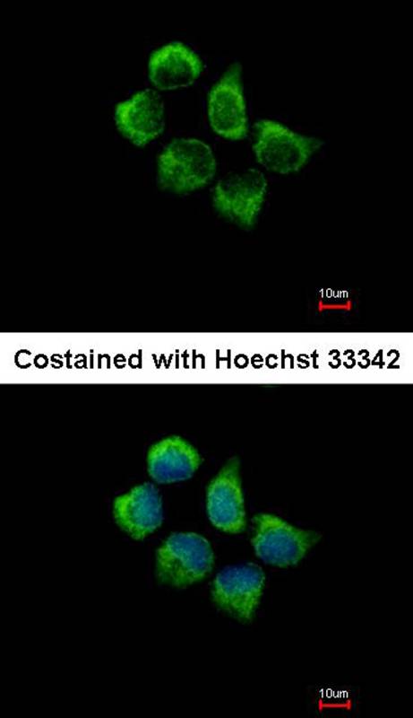 SNX12 antibody