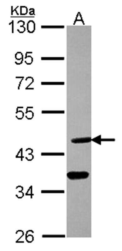 Dhh antibody