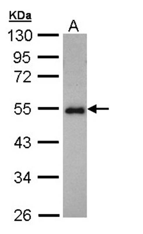 CCDC83 antibody