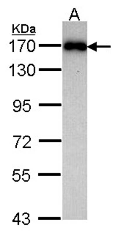 MAGI-2 antibody