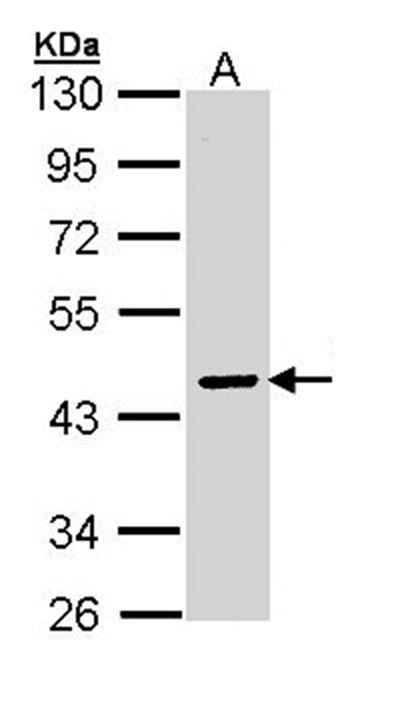 SERPINA10 antibody