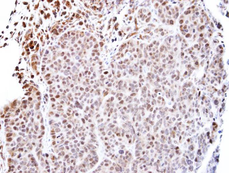 TEAD4 antibody