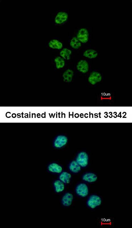 PUF60 antibody