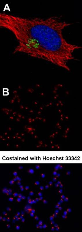 GOLPH2 antibody