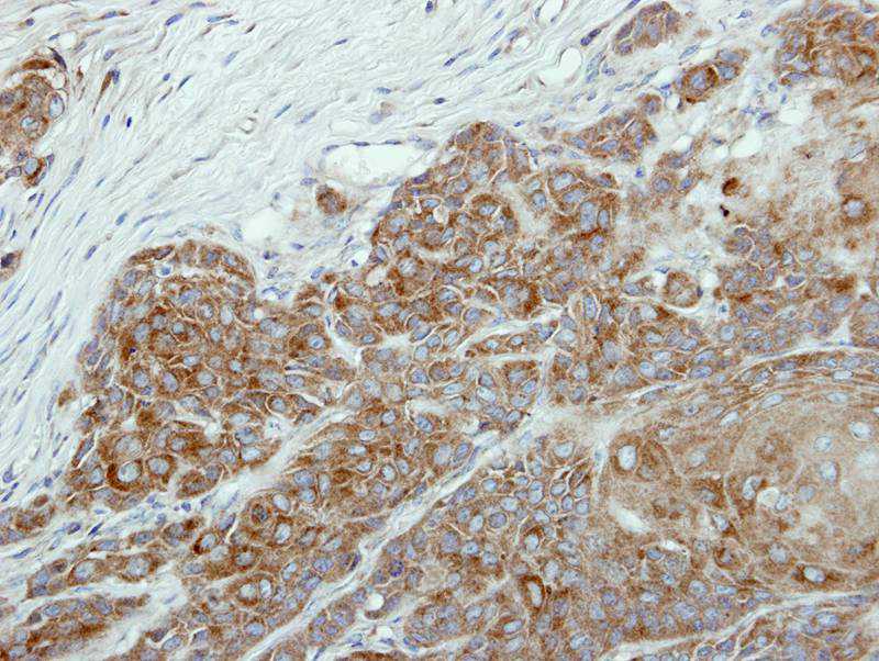 DAX-1 antibody