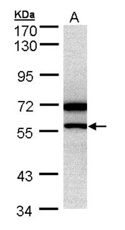 DAX-1 antibody
