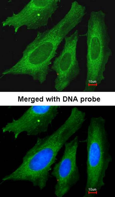 LRP130 antibody