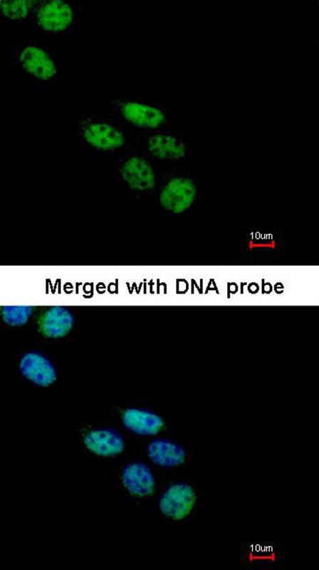 NOVA1 antibody