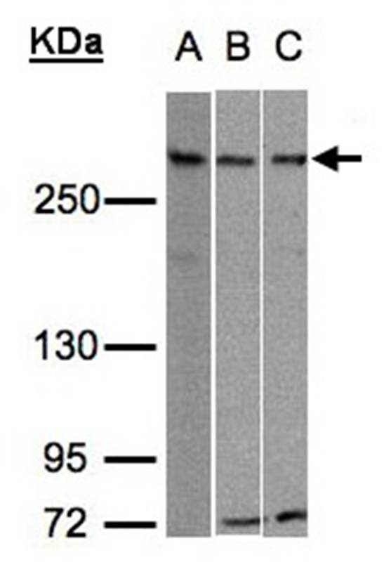 ATRX antibody