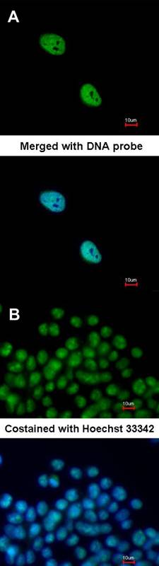 NKX2-5 antibody