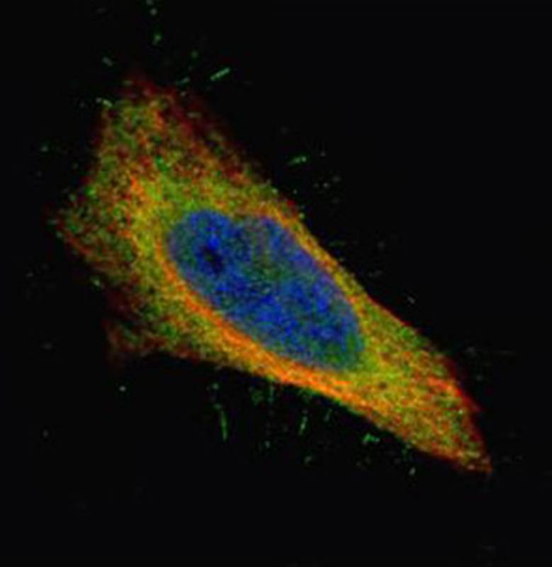 Filamin B antibody