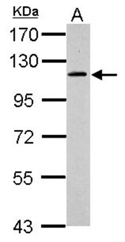 GRASP1 antibody