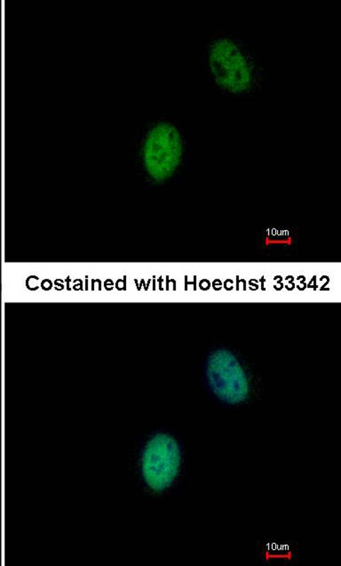FHL5 antibody