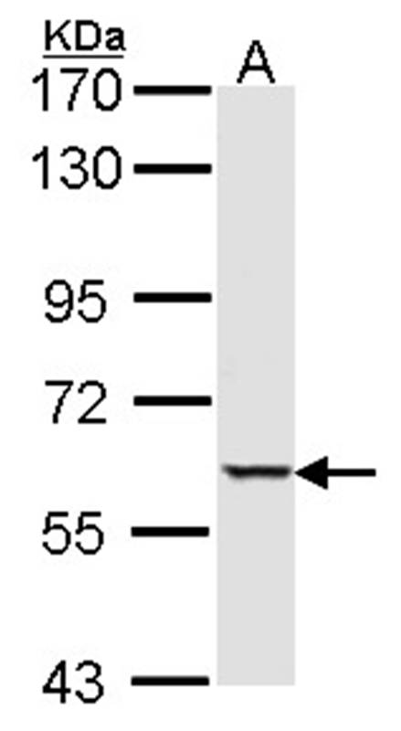 MST1 antibody