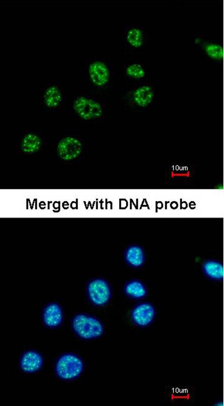 PAX8C antibody